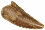 Raptor Tooth - Real Dinosaur Tooth #371475-1